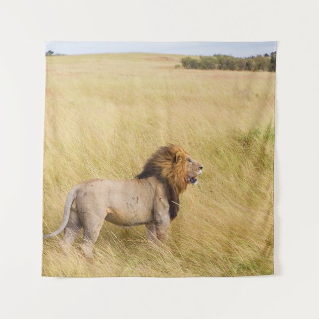 BROWN LION ON GRASS FIELD DURING DAYTIME TAPESTRY (Front)