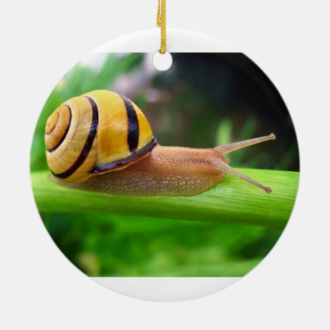 Brown Lipped Snail Cepaea Nemoralis Grove Snail Ceramic Ornament (Back)