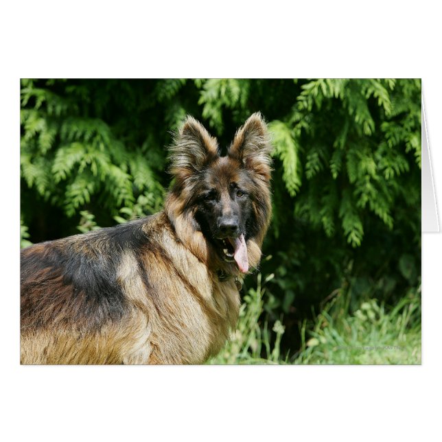Brown Long Haired German Shepherd 1 (Front Horizontal)
