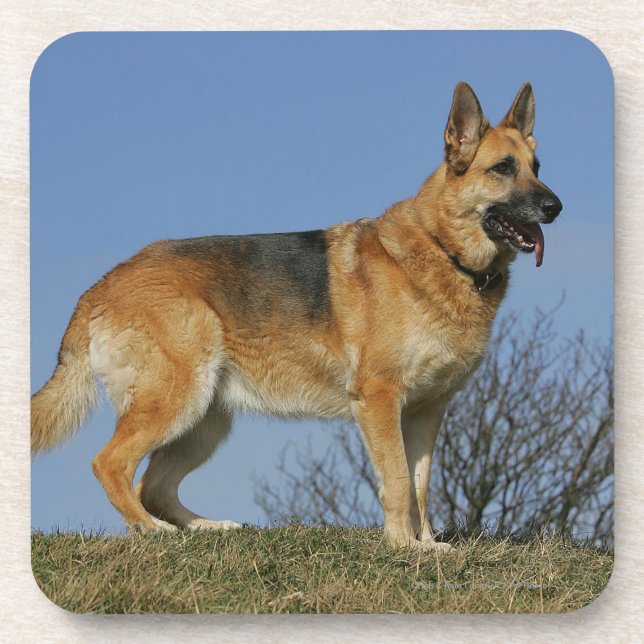 Brown Long Haired German Shepherd 2 Coaster (Front)