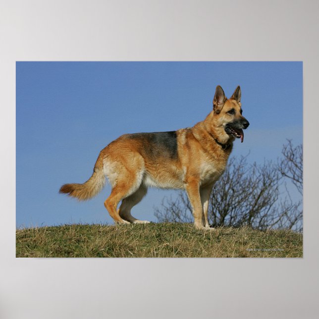 Brown Long Haired German Shepherd 2 Poster (Front)