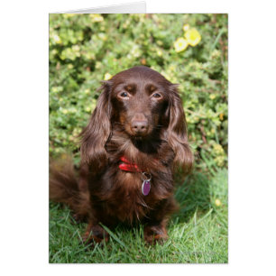 Brown Long-haired Miniature Dachshund