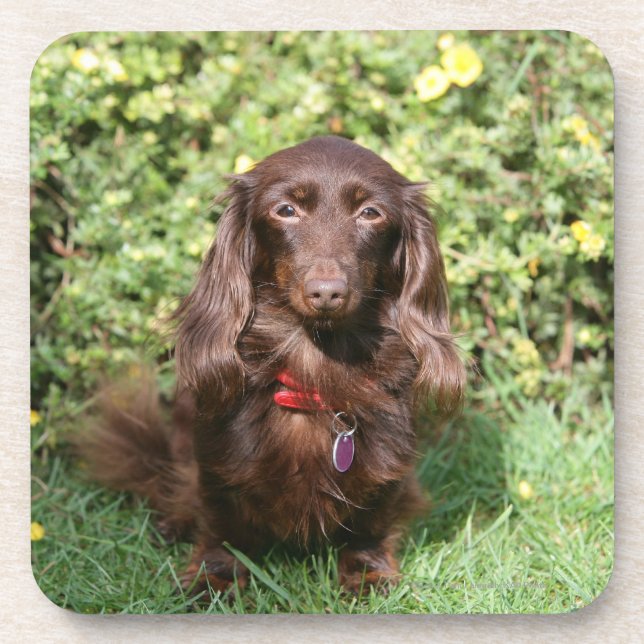 Brown Long-haired Miniature Dachshund Coaster (Front)