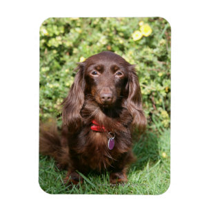 Brown Long-haired Miniature Dachshund Magnet