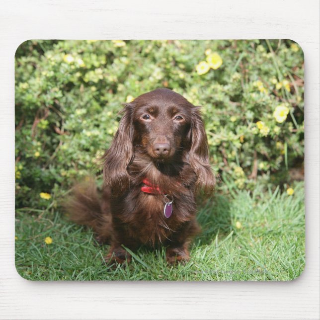 Brown Long-haired Miniature Dachshund Mouse Pad (Front)