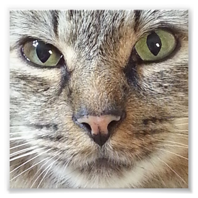 Brown Longhair Tabby Cat Photo Print (Front)