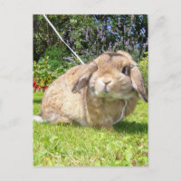 Brown lopped ear rabbit with lavender