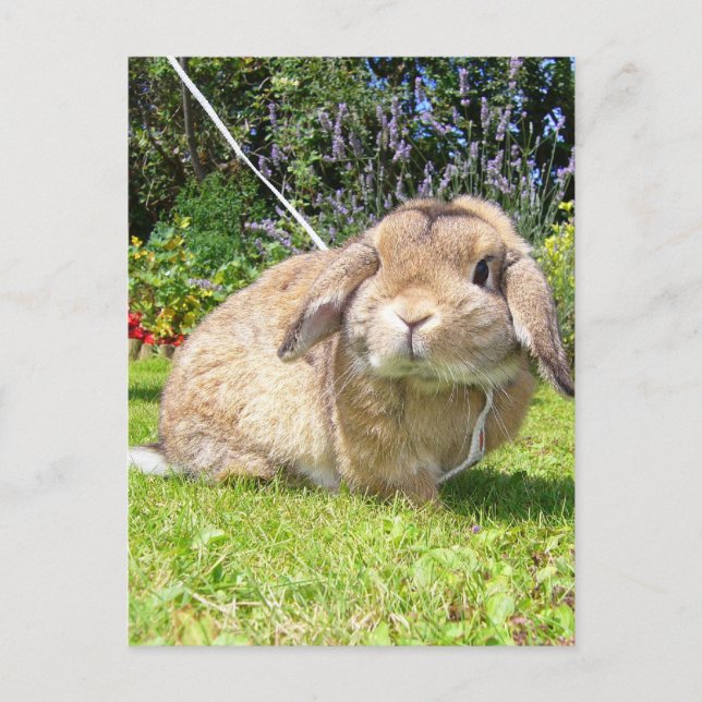 Brown lopped ear rabbit with lavender postcard (Front)