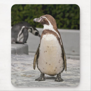 Brown Magellanic Penguin Mousepad