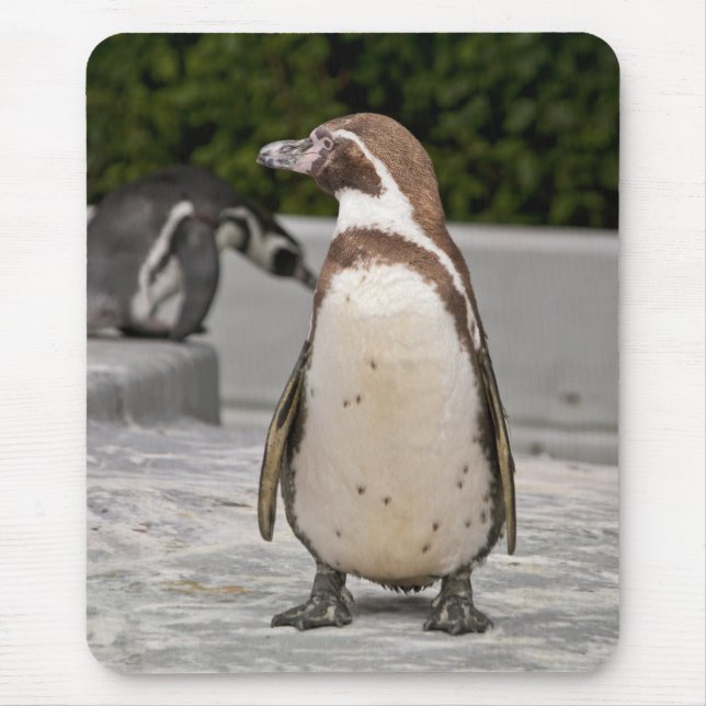 Brown Magellanic Penguin Mousepad (Front)