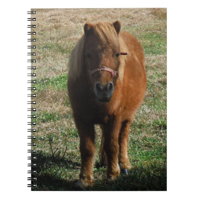 Brown miniature horse notebook (Front)
