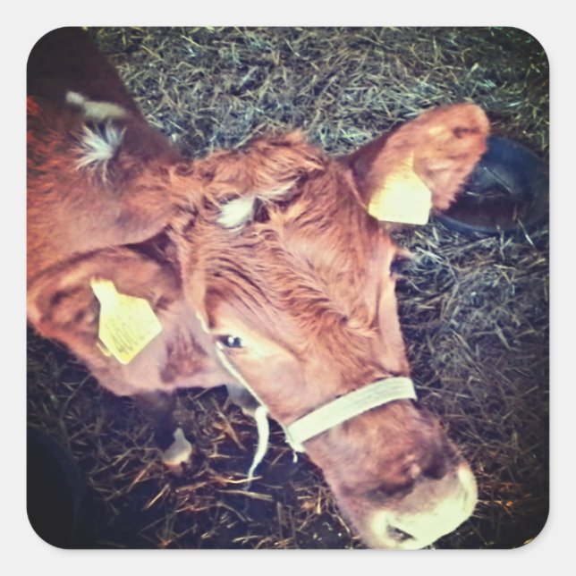 Brown moo cow square sticker (Front)