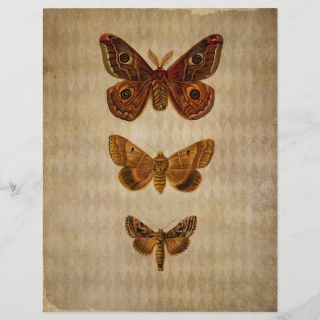 Brown Moths Vintage  Scrapbook Paper (Front)