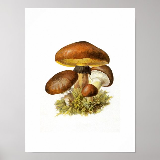 Brown Mushroom Print (Front)