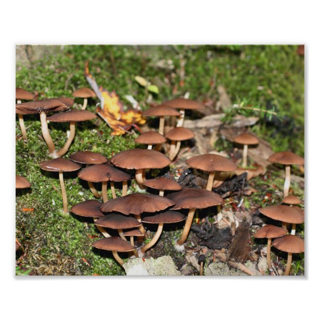 Brown Mushrooms Moss 10x8 Nature  Photo Print (Front)