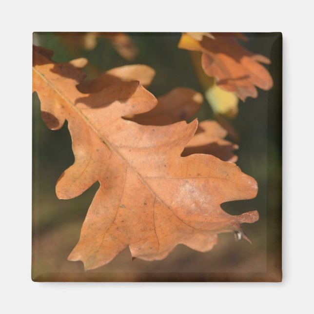Brown Oak Leaf Magnet (Front)