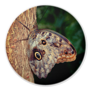 Brown Owl Butterfly Close Up Ceramic Knob