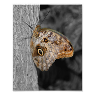 Brown Owl Butterfly Partial Color 8x10 Photo Print