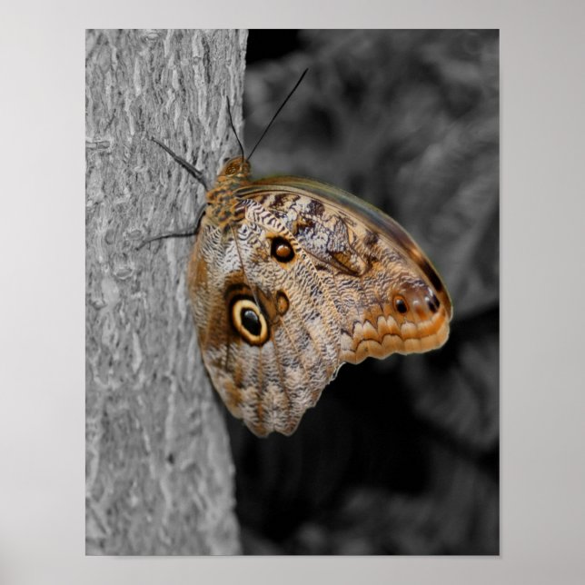 Brown Owl Butterfly Partial Colour Nature Poster (Front)