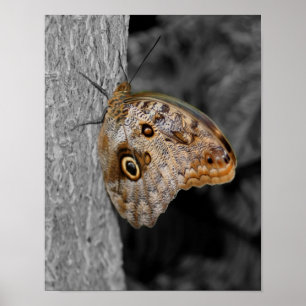 Brown Owl Butterfly Partial Colour Poster