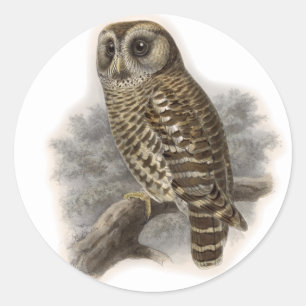 Brown Owl Classic Round Sticker