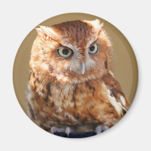 Brown Owl Magnet
