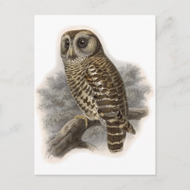 Brown Owl Postcard (Front)