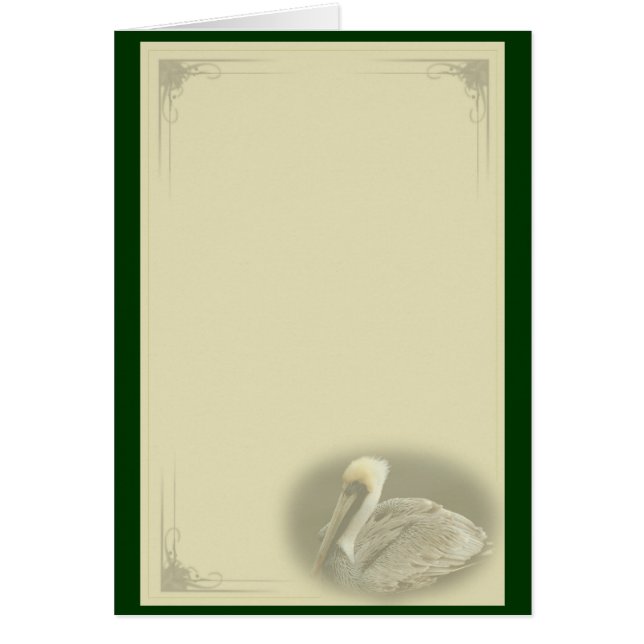 Brown Pelican (Front)
