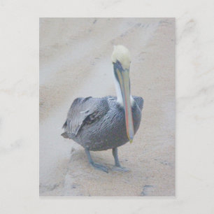 Brown Pelican #2 OBX Postcard