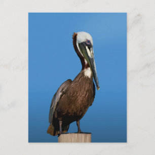 Brown Pelican Bird on a Post Postcard