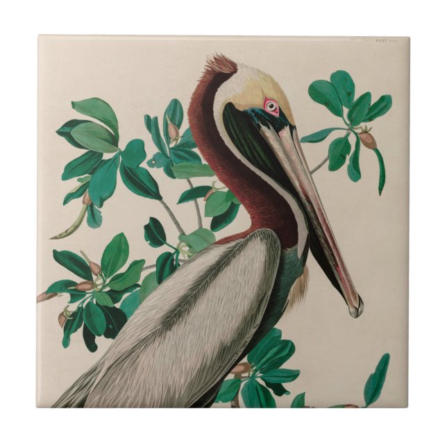 Brown Pelican Birds of America Audubon Print Ceramic Tile (Front)