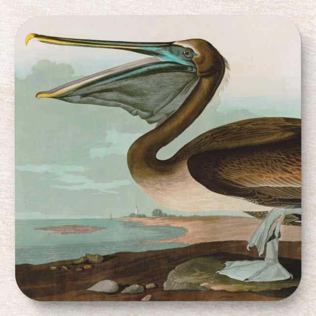 Brown Pelican Birds of America Audubon Print Coaster (Front)