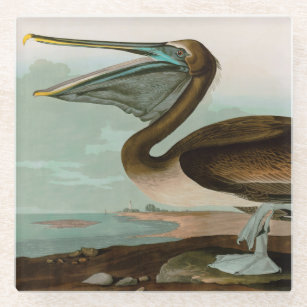 Brown Pelican Birds of America Audubon Print Glass Coaster
