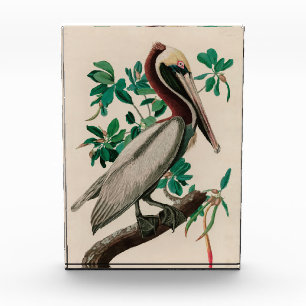 Brown Pelican Birds of America Audubon Print Photo Block