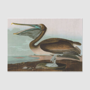 Brown Pelican Birds of America Audubon Print Tissue Paper