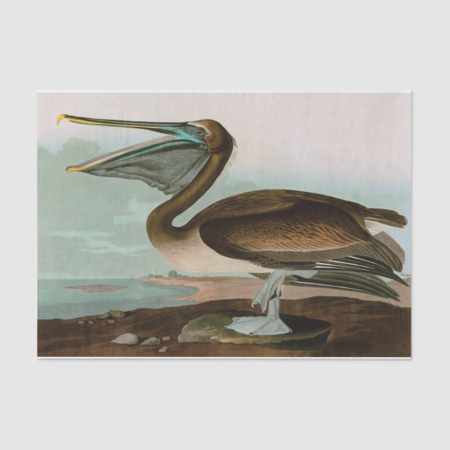 Brown Pelican Birds of America Audubon Print Tissue Paper (Front)