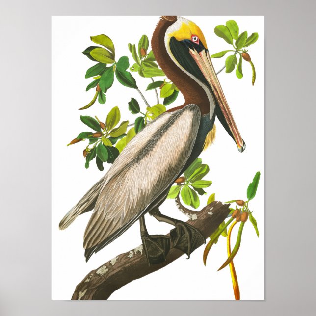 Brown Pelican by John James Audubon Poster (Front)