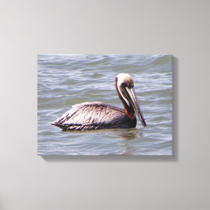 Brown Pelican canvas print