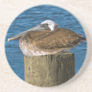Brown Pelican Coaster