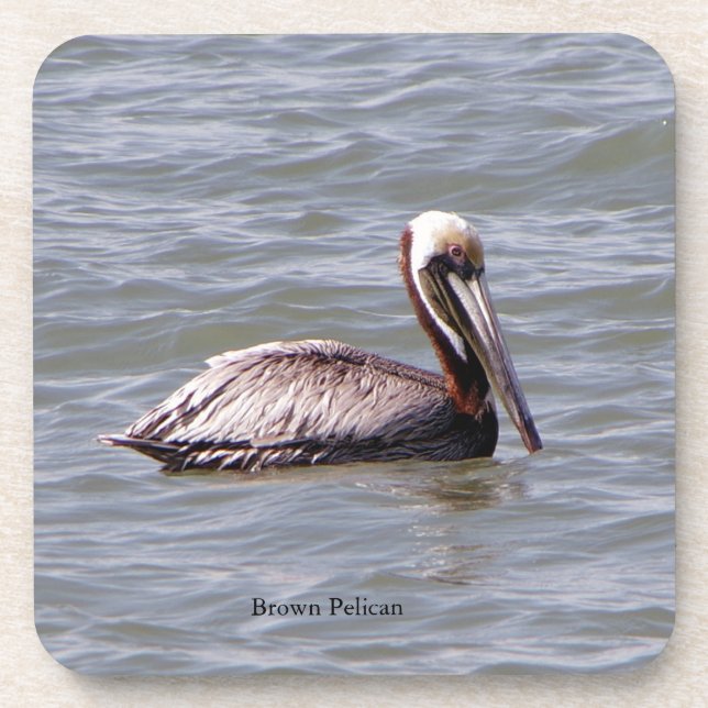 Brown Pelican coaster (Front)