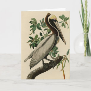Brown Pelican from Audubon's Birds of America Card