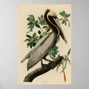 Brown Pelican from Audubon's Birds of America Poster