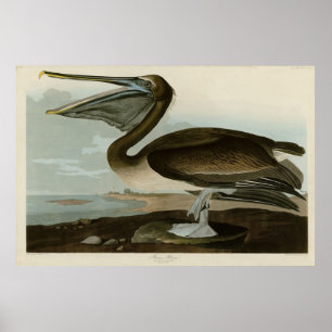Brown Pelican from Audubon's Birds of America Poster