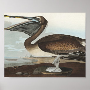 Brown Pelican from Birds of America Poster