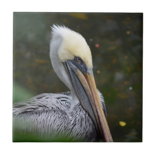 brown pelican head view facing right bird ceramic tile