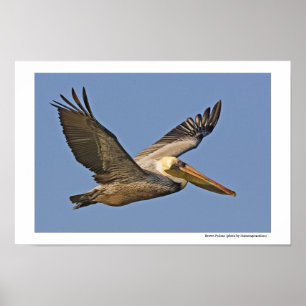 Brown Pelican in flight Poster