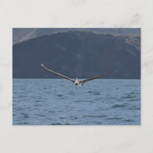 Brown Pelican In Flight, The Galapagos Postcard