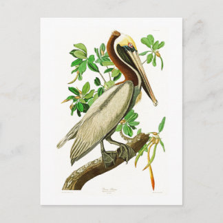 Brown Pelican John James Audubon Birds of America Postcard