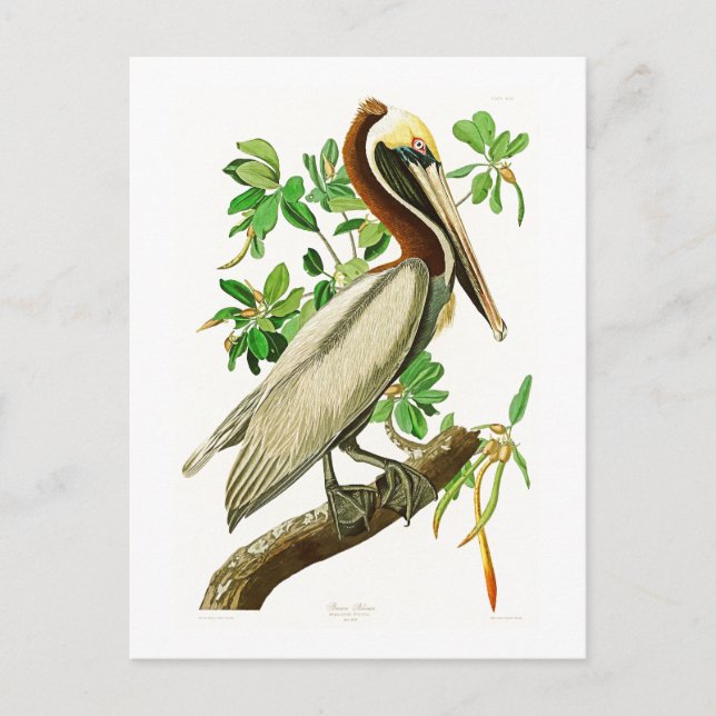 Brown Pelican John James Audubon Birds of America Postcard (Front)