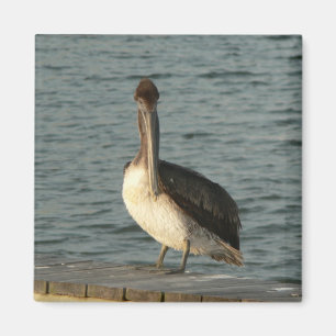 Brown pelican. magnet